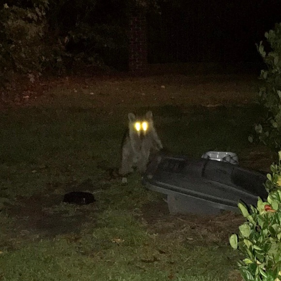 Meet your Posher, Frank - Picture 1 of 1